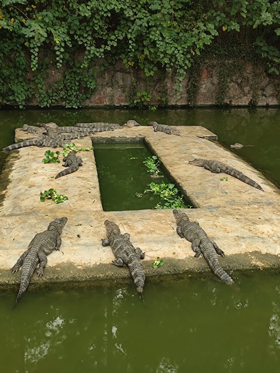 中国鳄鱼湖