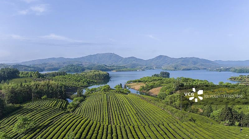 天子湖茶园