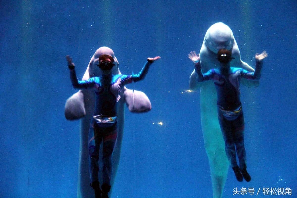 芜湖新华联大白鲸海洋公园