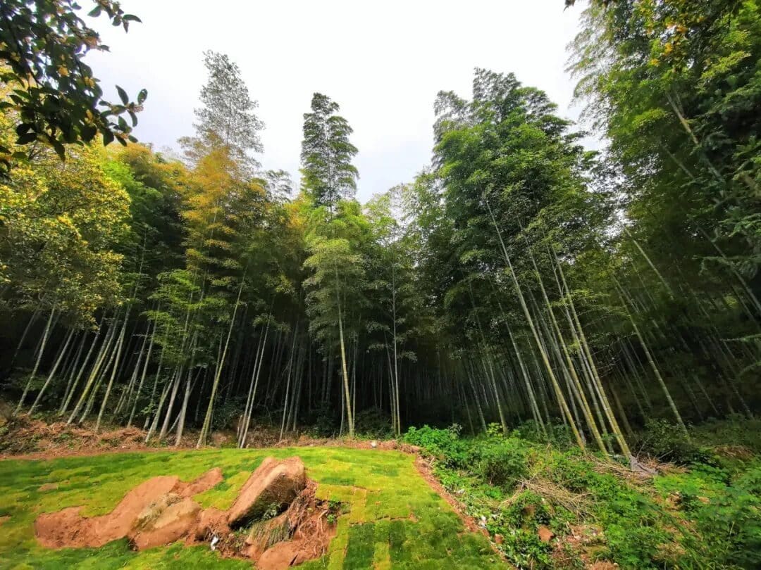 板石岭