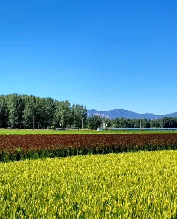 京西稻博物馆
