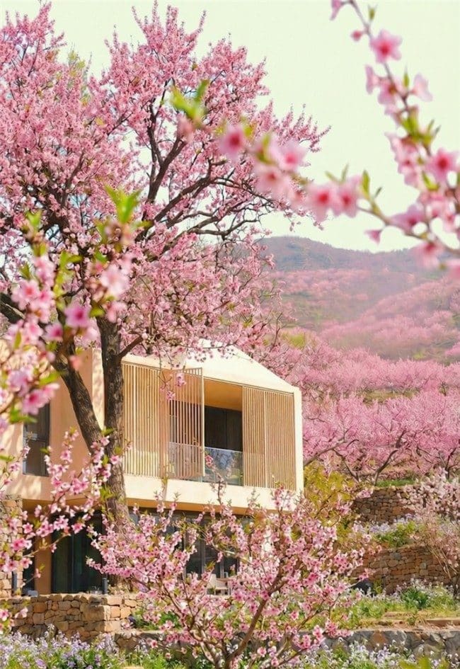 多慢桃花坞