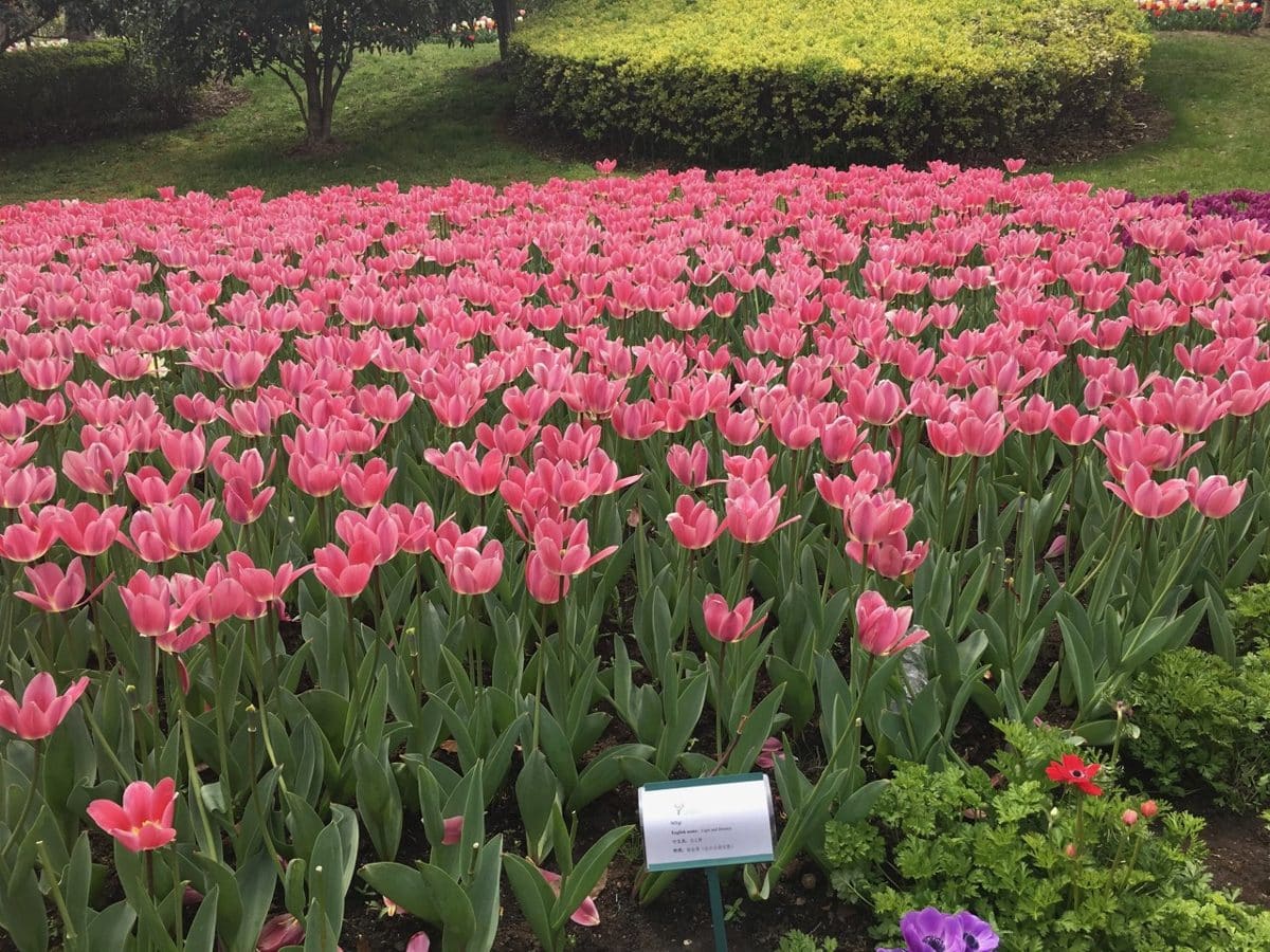 上海鲜花港
