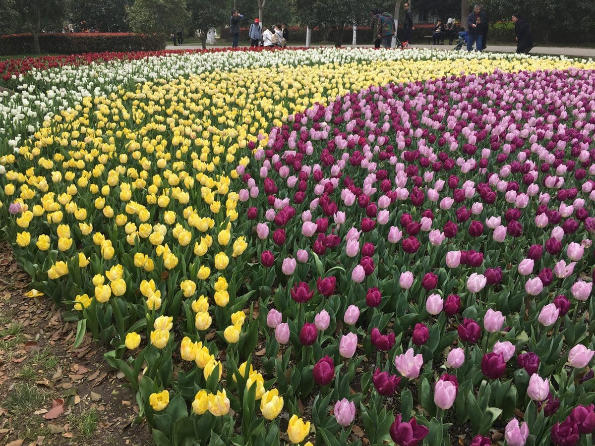 上海鲜花港