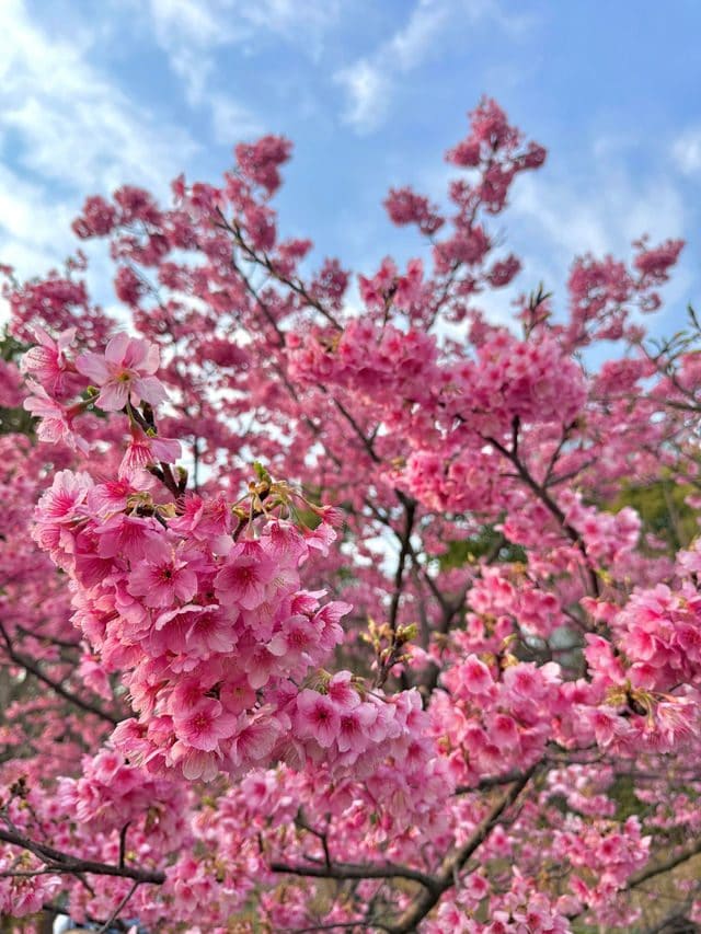 顾村公园