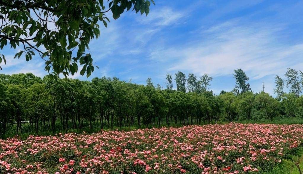 海上花岛（前卫村）景区