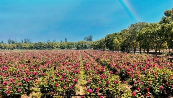 海上花岛（前卫村）景区
