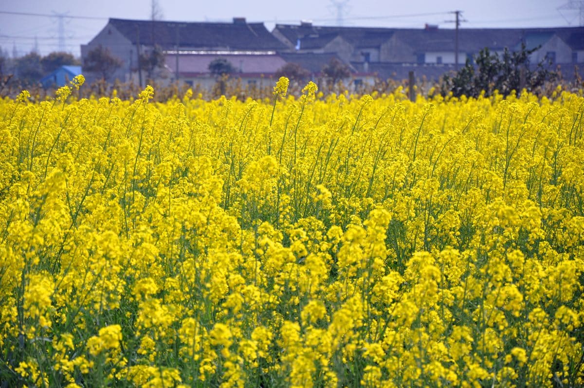 花米庄行景区