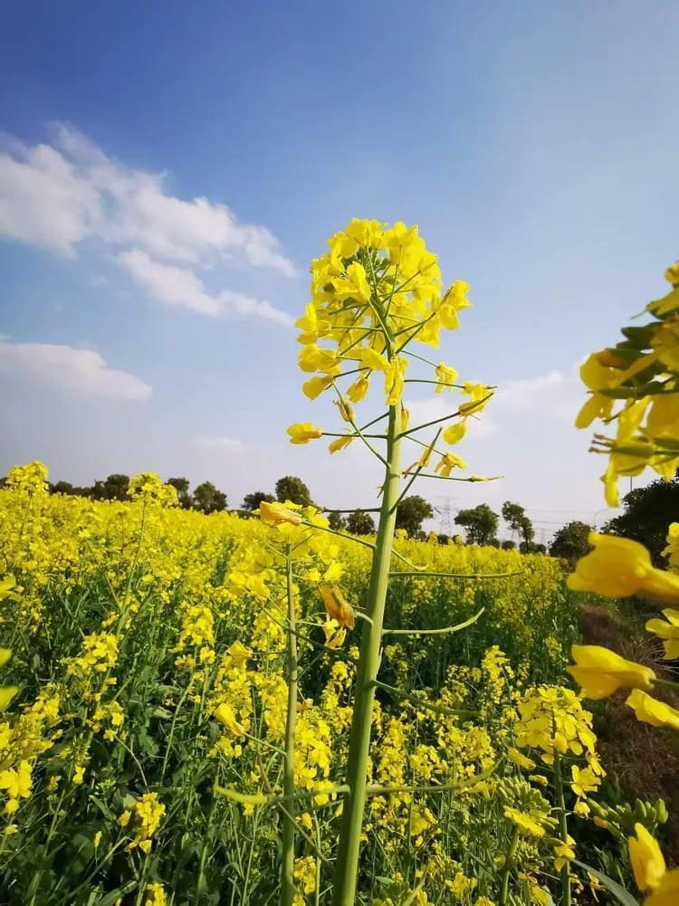 花米庄行景区
