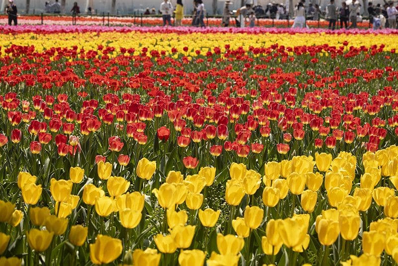 大宁公园