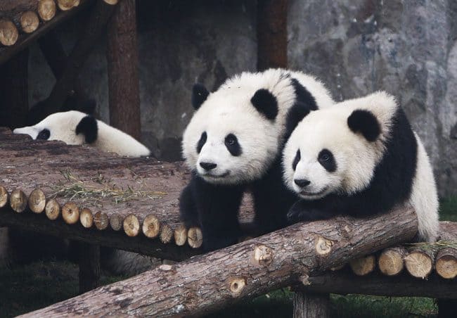 上海动物园